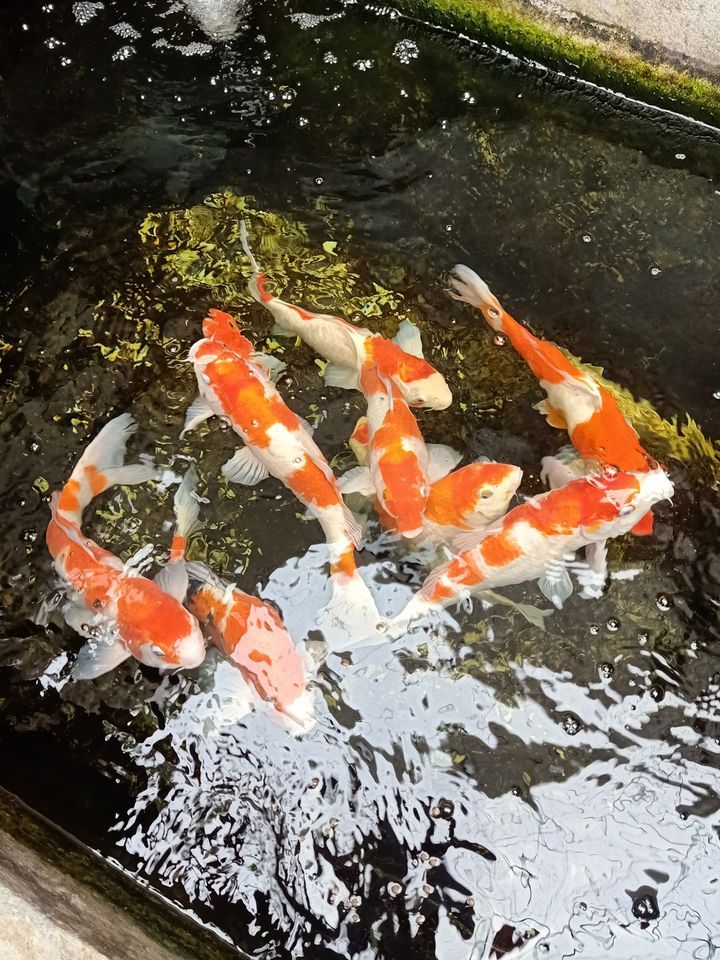 Dana koi