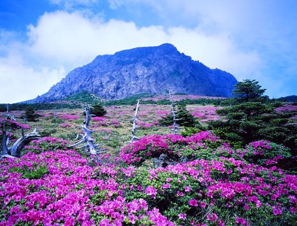 Mùa hoa ở đảo Jeju