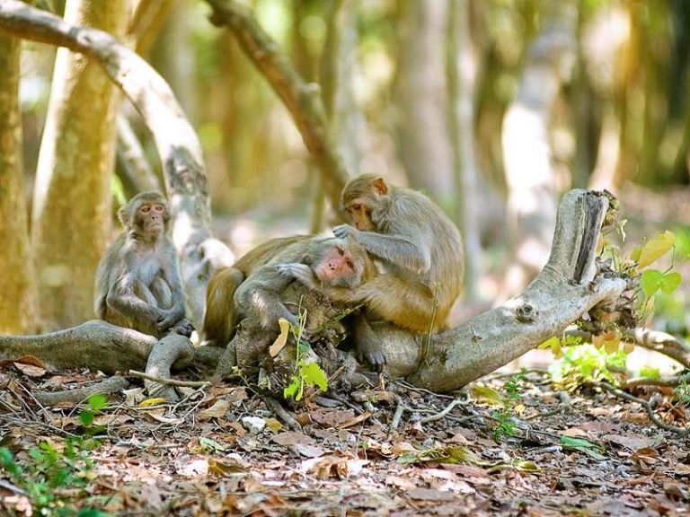Khỉ có mặt ở khắp nơi trên mọi nẻo đường