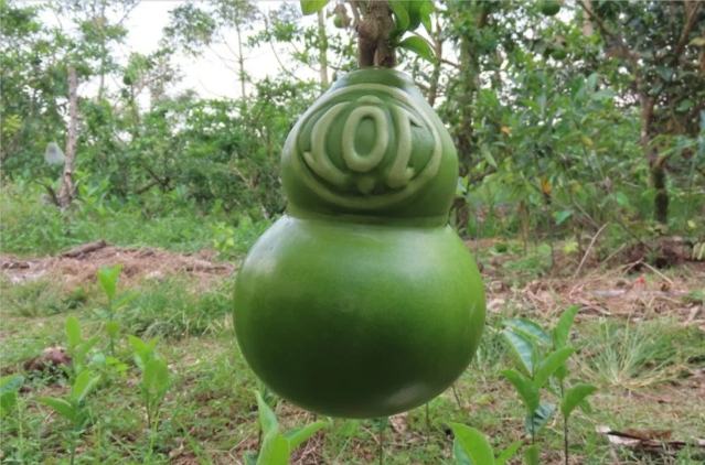 Đào tiên hồ lô