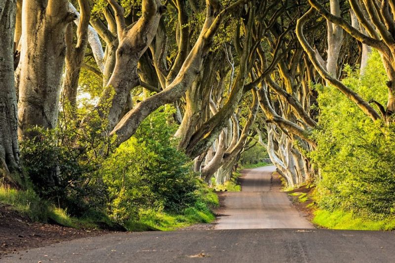 Con đường cây Dark Hedges ở Bắc Ireland