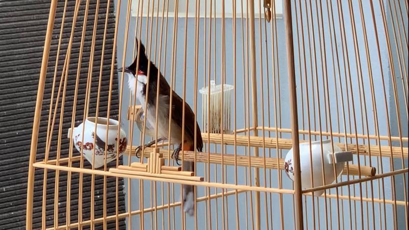 Cám chim Đất Việt