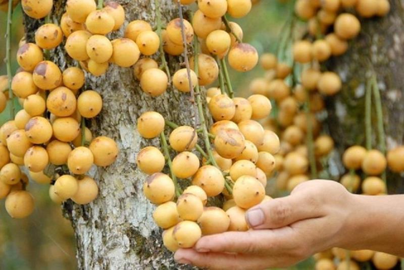 Quả dâu da Cái Tàu