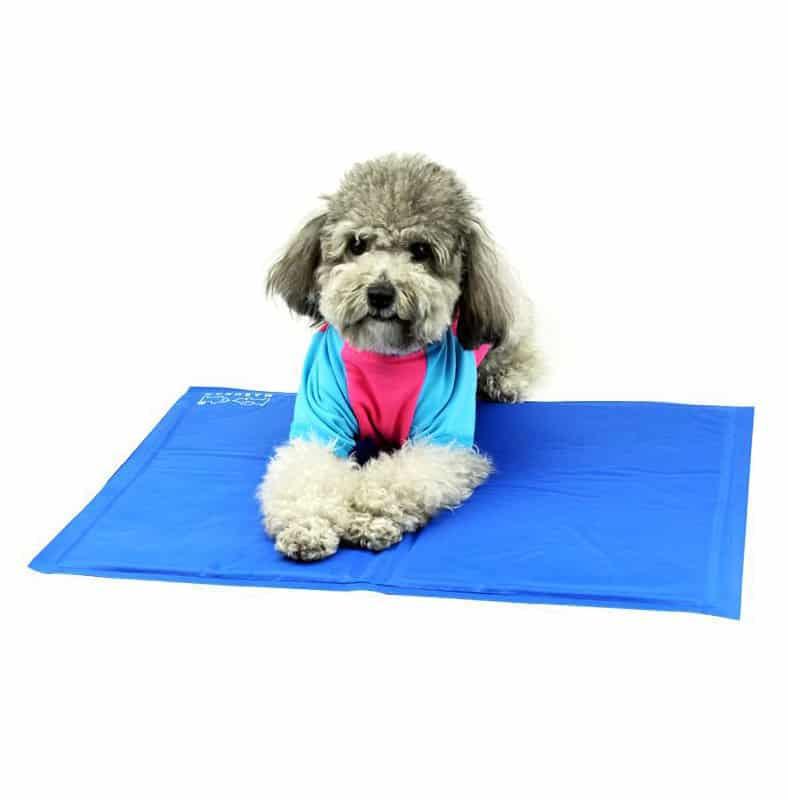Đậu Đậu Pet