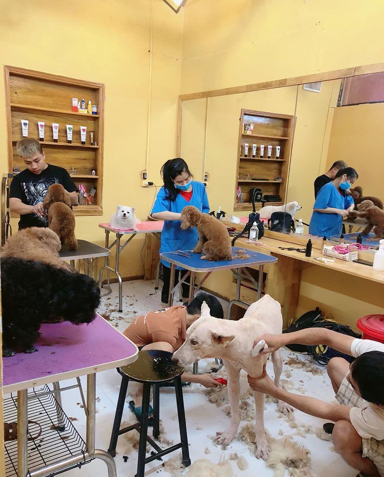 Đậu Pet Shop