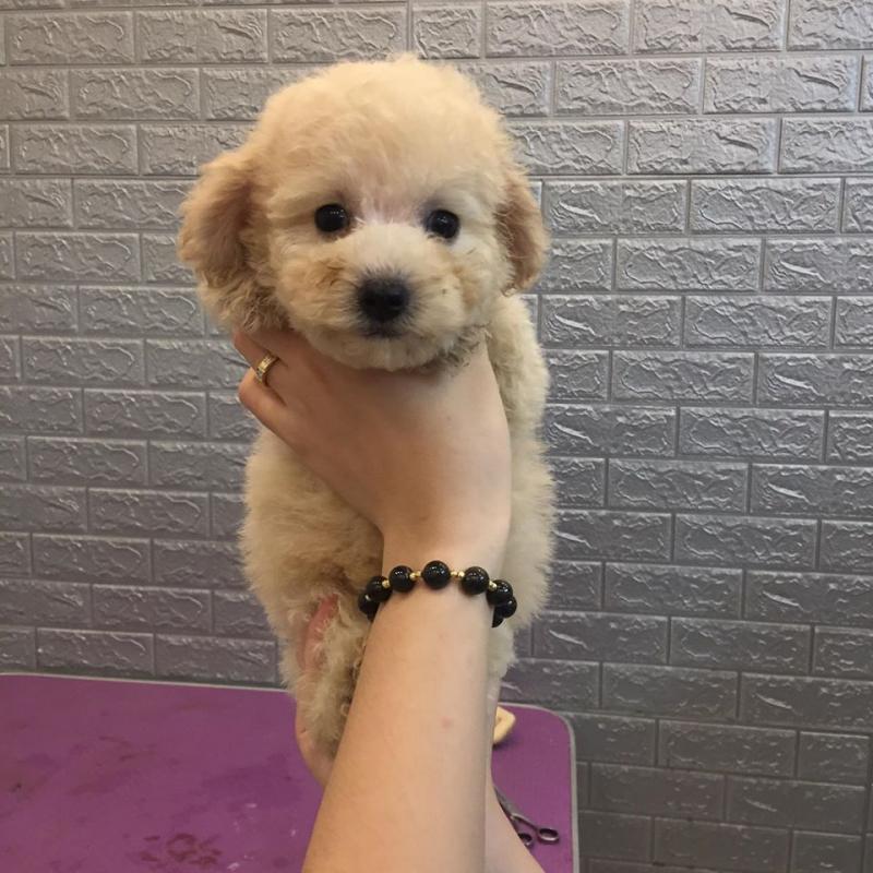 Đậu Pet Shop