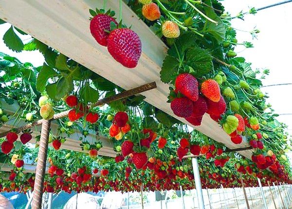 Đến với Mộc Châu, bạn đừng quên dành thời gian tới thăm những vườn dâu tây trĩu quả