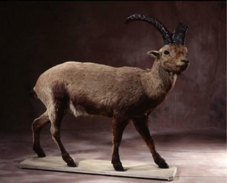 Dê Ibex Tây Ban Nha
