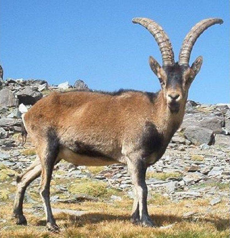 Dê Ibex Tây Ban Nha