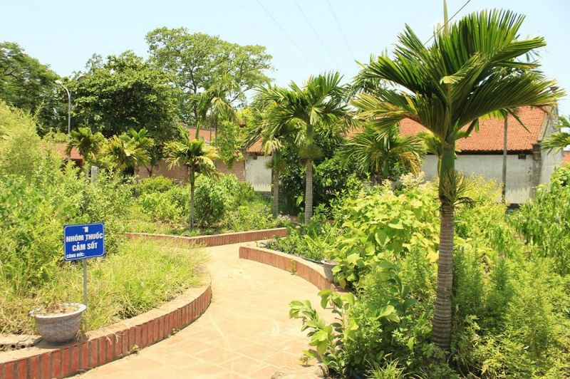 Vườn thuốc nam quý
