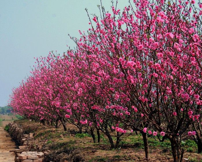Đi chợ tết mua hoa