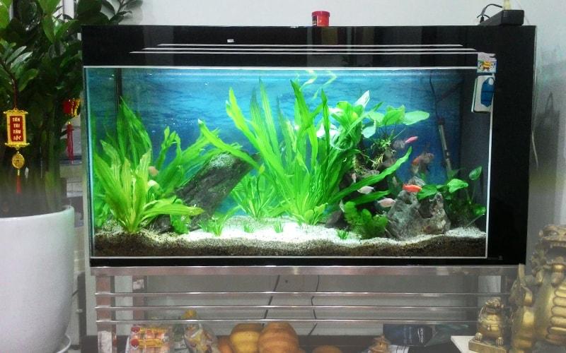 Cá cảnh Bảy Kết