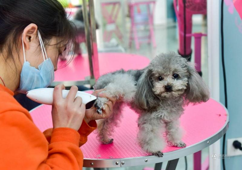 Dịch vụ chăm sóc thú cưng sẽ trở nên nhộn nhịp hơn từ khoảng 26 tháng Chạp trở đi