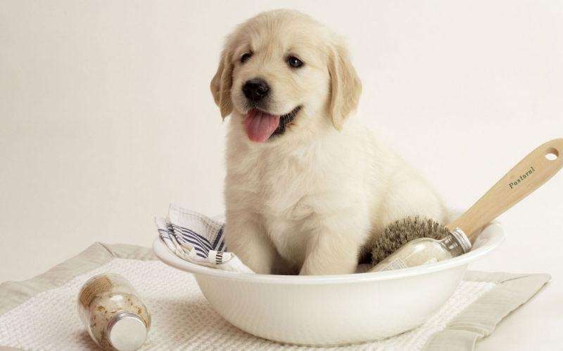 Dịch vụ trông nhà, thú cưng dịp tết