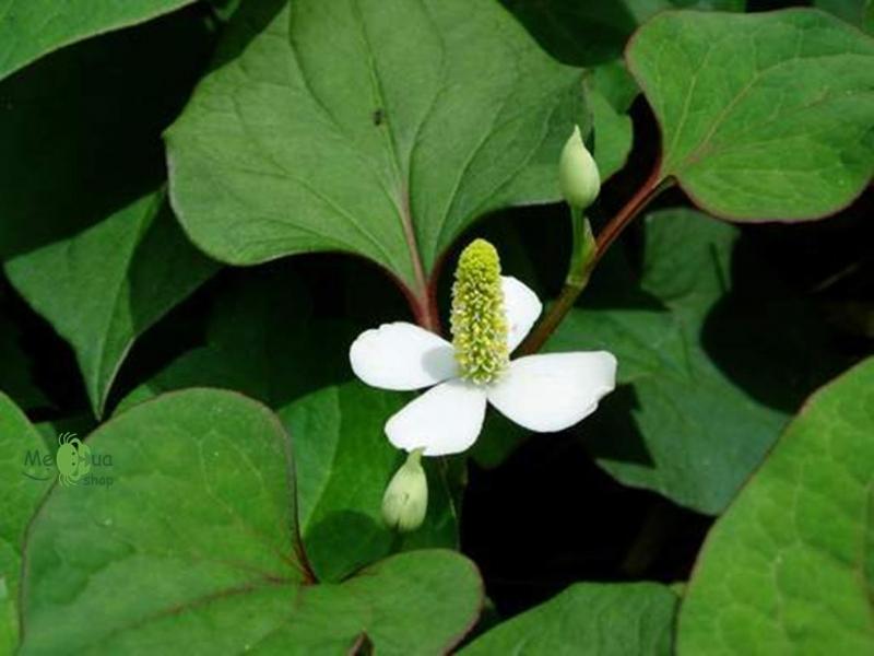 Rau diếp cá