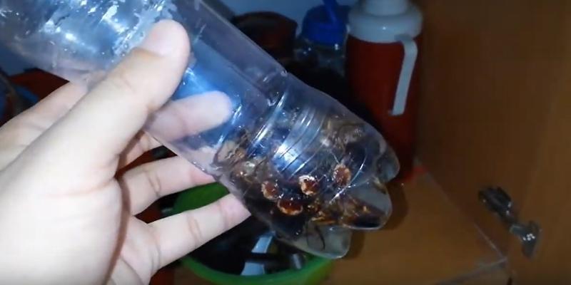 Diệt gián bằng nước đường