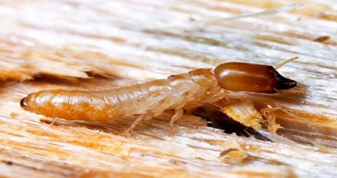 Diệt mối bằng xà phòng khá hiệu quả và đơn giản mà bạn có thể áp dụng