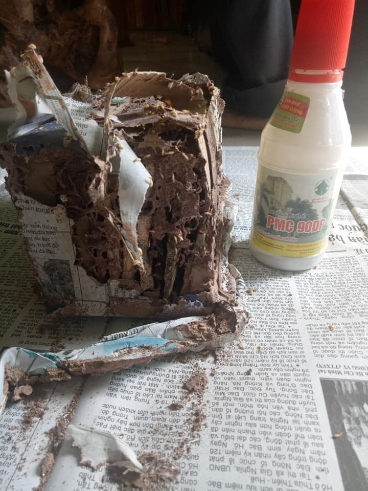 Diệt mối Tùng My