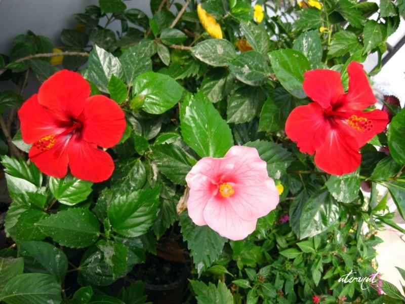Điều kinh từ cây hoa râm bụt