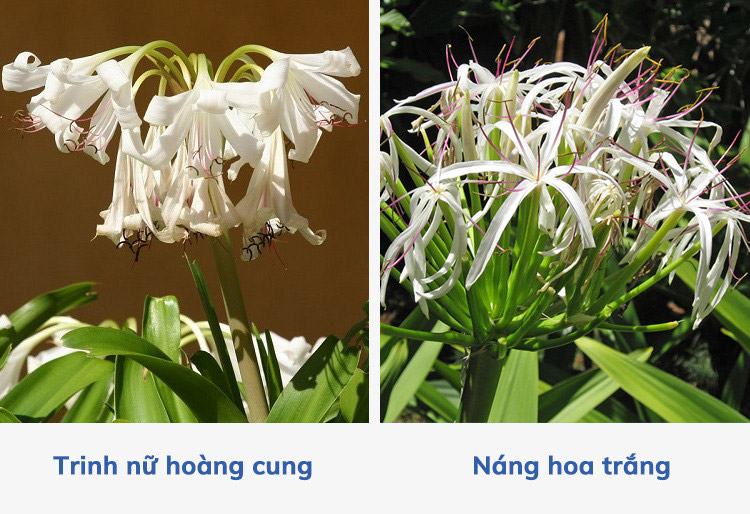 Điều trị u xơ tử cung, rong kinh, đau bụng