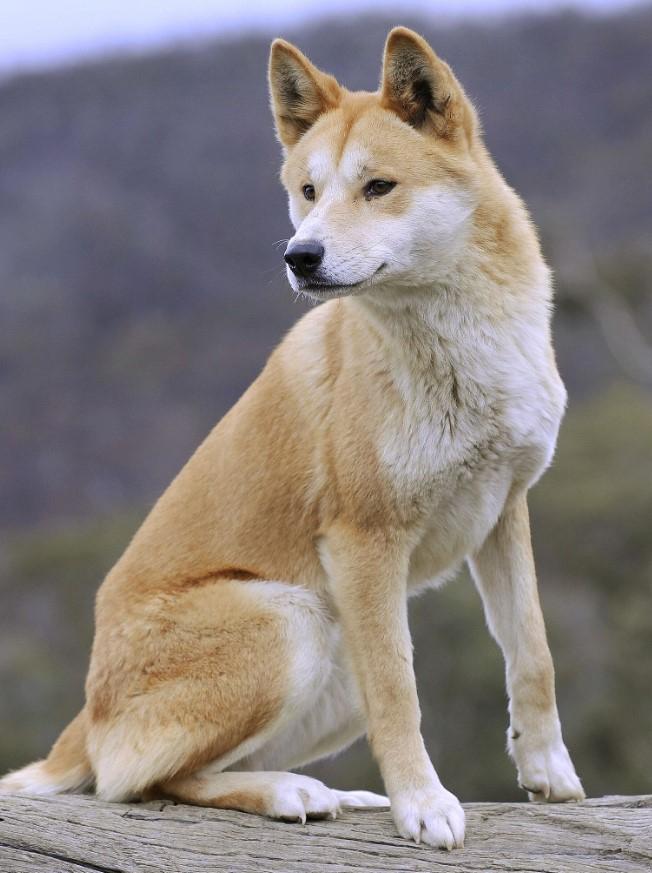 Dingo - Loài động vật kiên cường nhất trong thiên nhiên hoang dã của Châu Úc!