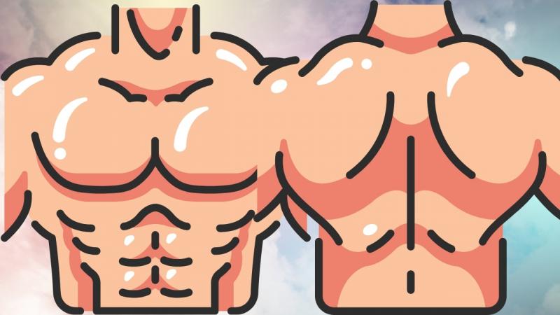Định hình cơ bắp thân trên.