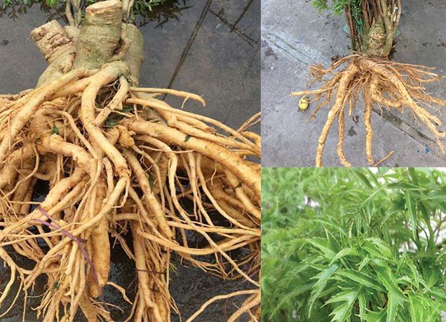 Đinh lăng có tác dụng điều trị rối loạn tiền đình