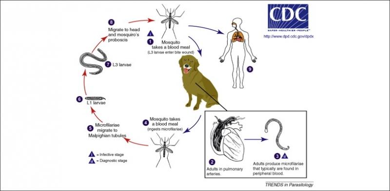 Dirofilaria immitis  - Nguồn Internet