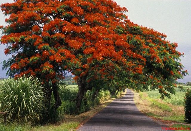 Đoạn văn nghị luận xã hội về trách nhiệm của thanh niên đối với quê hương, đất nước