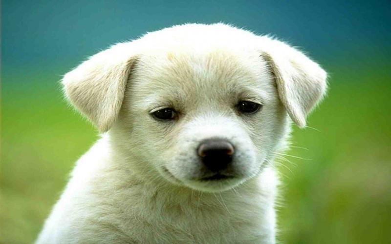 Chú chó thông minh và quấn người lắm