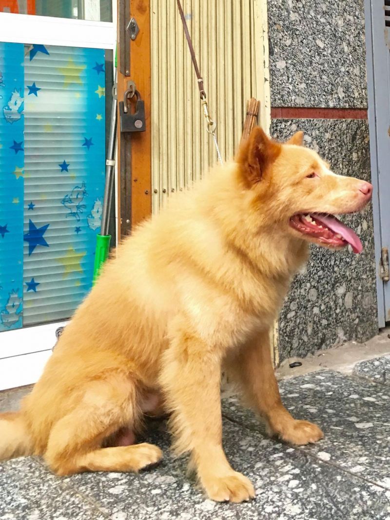 Vàng đã sống với gia đình em khoảng 3 năm