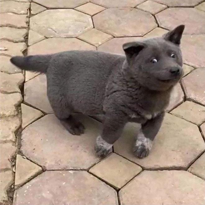 Em rất yêu quý chú chó Đô Đô của mình