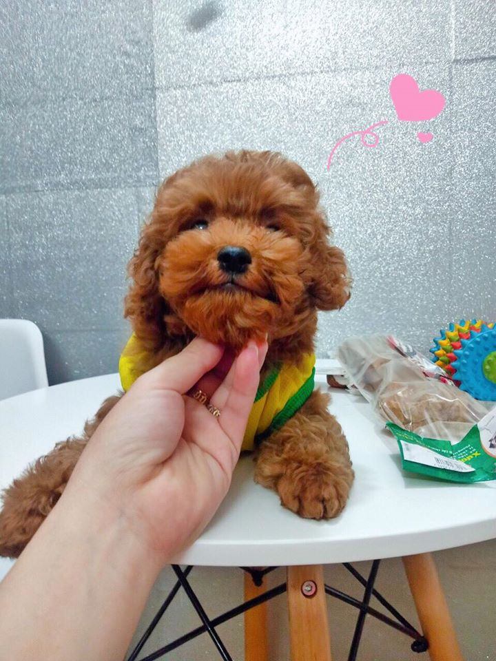 DOG Family - Grooming