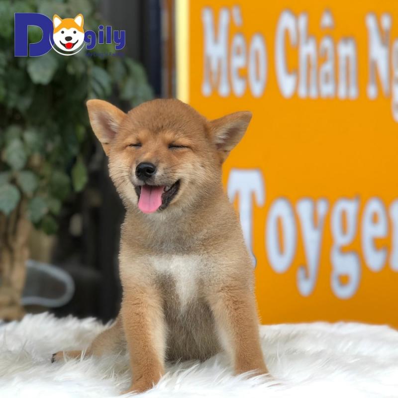 Dogily Petshop