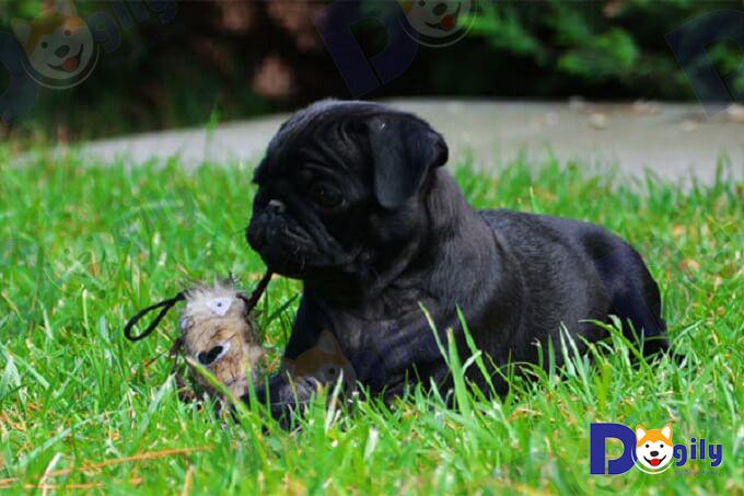 Dogily Petshop