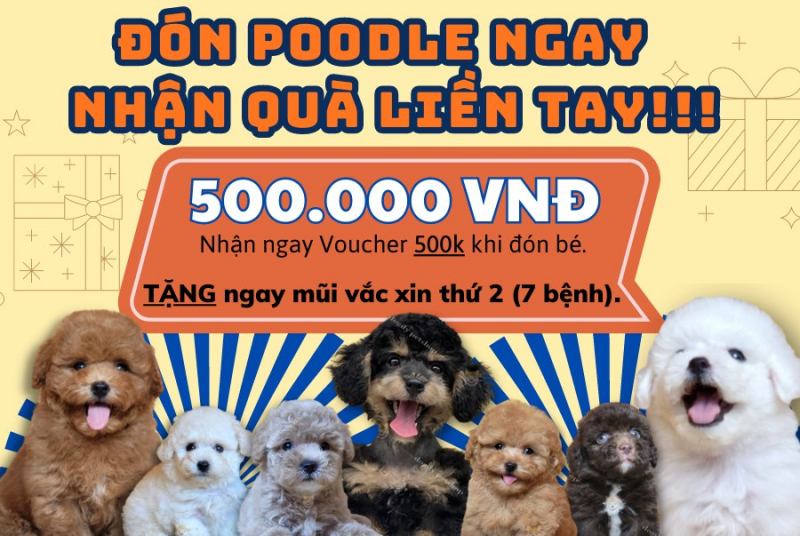 Dogily Petshop - Nhập khẩu, nhân giống, mua bán thú cưng thuần chủng, uy tín