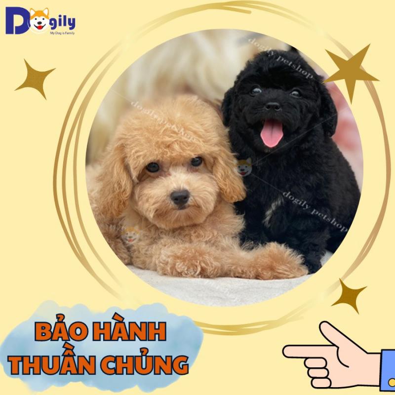 Dogily Petshop - Nhập khẩu, nhân giống, mua bán thú cưng thuần chủng, uy tín