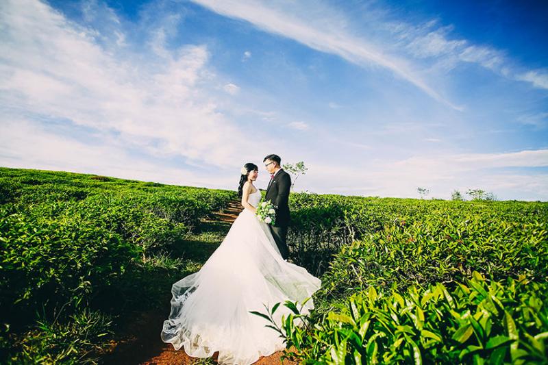 Đồi chè cầu đất