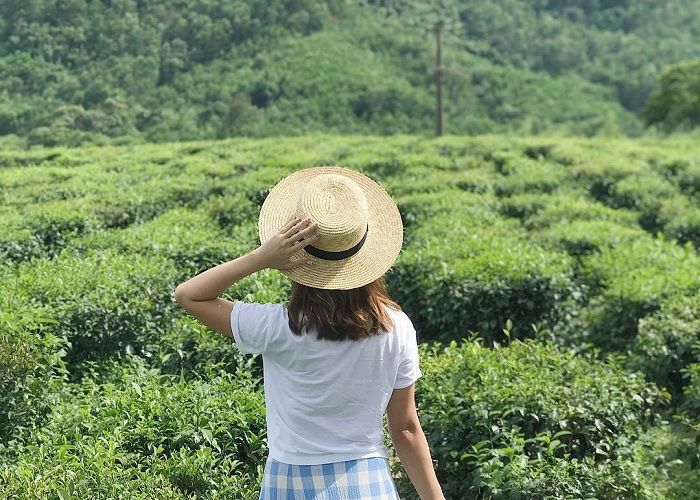 Đồi Chè Đông Giang