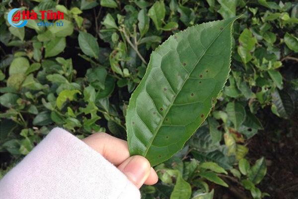 Bạn sẽ bị thu hút bởi những vườn chè bát ngát trong nắng sớm