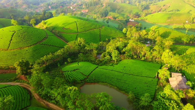 Đồi chè Long Cốc