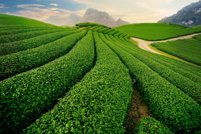 Đồi chè Tân Cương