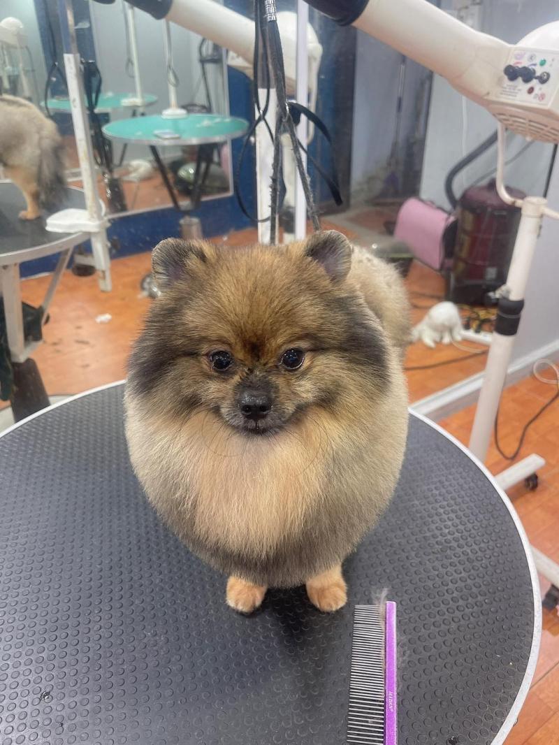 Dolly Pet