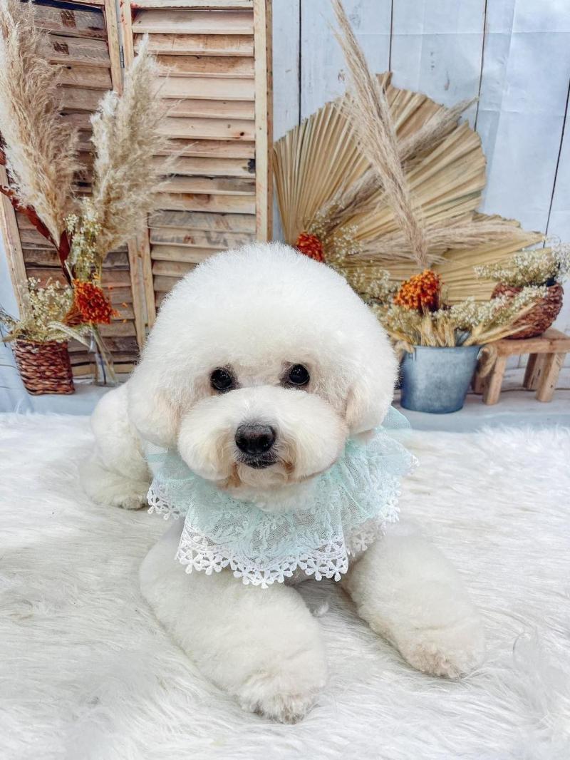 Dolly Pet