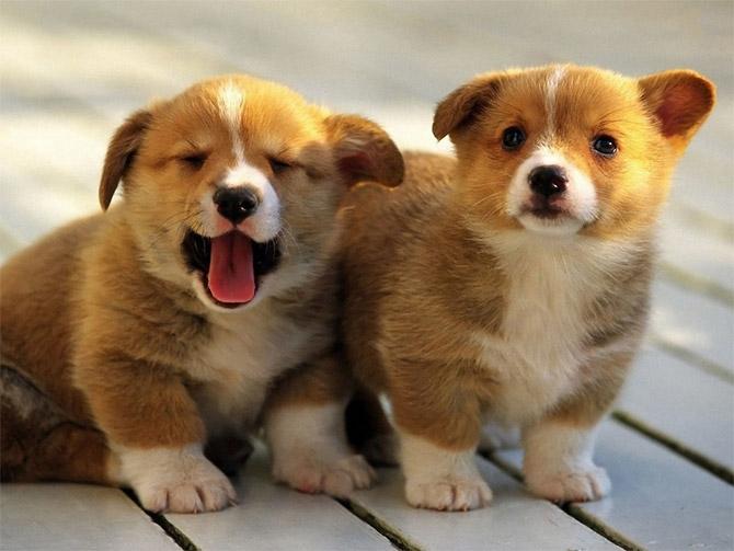 Đốm đầu thì nuôi, đốm đuôi thì thịt