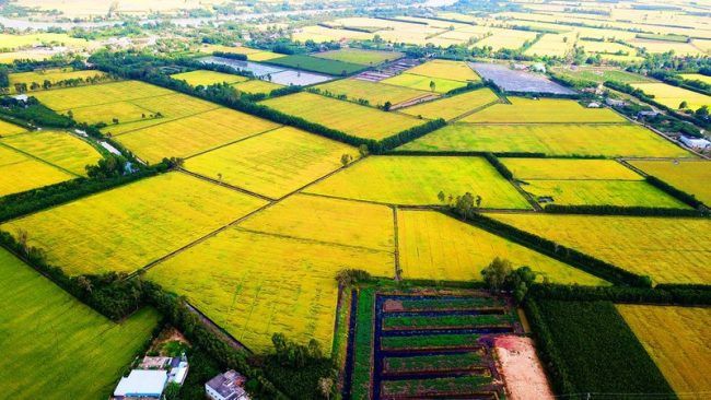 Đồng Bằng Sông Cửu Long