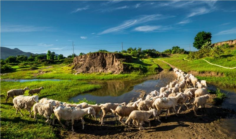 ﻿﻿Đồng cừu An Hòa
