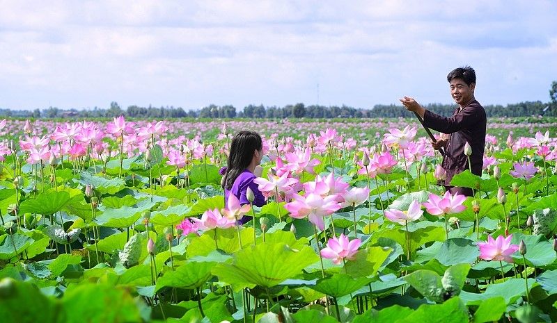 Đồng sen Tháp Mười