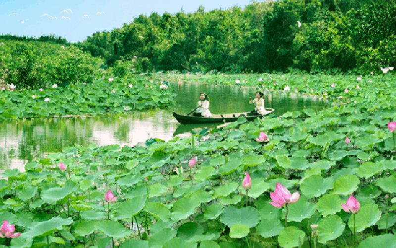 Đồng sen Tháp Mười