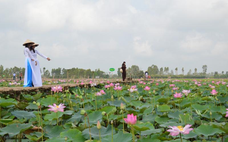 Đồng sen Tháp Mười (Đồng Tháp)